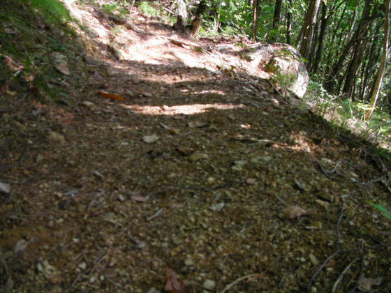 1542　こんな感じの小石の浮いた登山道が延々と続きます。小股で滑らないように慎重に下山です