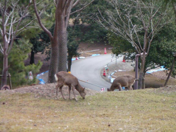 1630　奈良公園の鹿