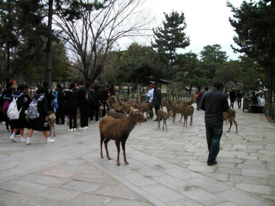 1644　この時期でも修学旅行生多数。鹿も多数