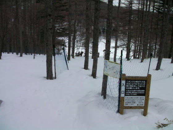 1057　スキーで滑りながらだと早いですね～、もう湿原上部入口です