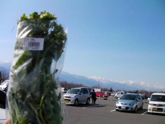 1458　並柳交差点回避の近道から大王農場を見たらワサビの花が咲いていたので、サンモリッツに寄ってみたら買えた！＠200×2。春の味覚を味わえた。例年なら3月末にはもう無い。やはり寒い春先