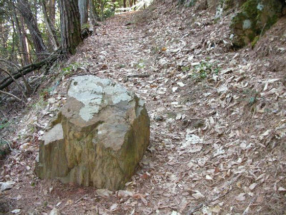 1451　茸山のようで、登山道は踏み跡明瞭でした