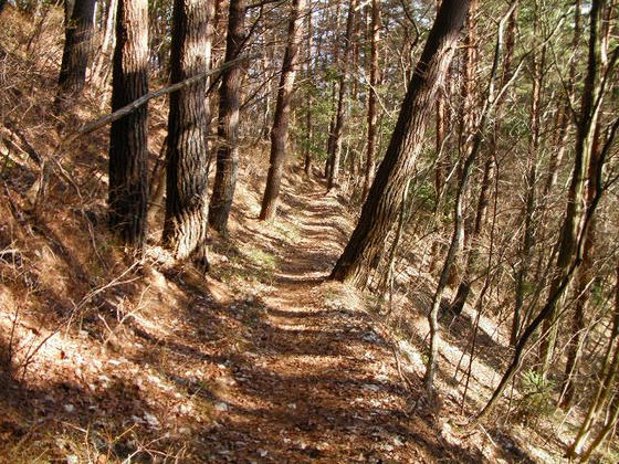1542　快適な下りですが、スキーの様に数分では下山できません(苦笑)