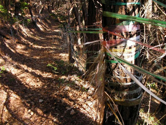 1546　厳重な止山テープ。余程きのこが取れるのでしょう