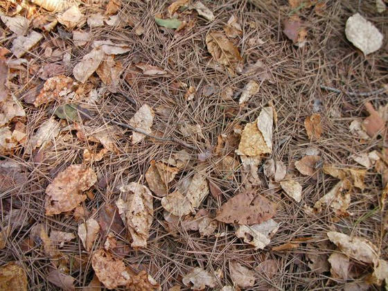 1548 登山道はこのような針葉樹、広葉樹の落葉が敷き詰められていて、登りは兎も角下りは滑りましたorz