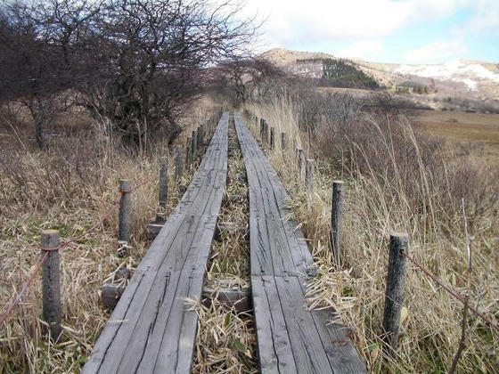 1403 八島湿原に立ち入りしないよう木道が鎌ヶ池まで設置されています