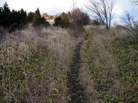 1425　前半は踏み跡不明瞭な登山道でした。ここら辺から明瞭になりました