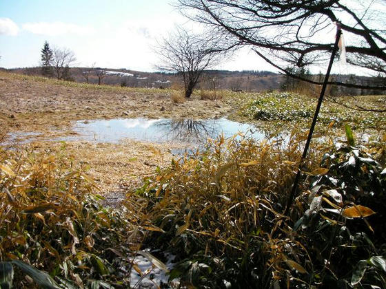 1514　融雪水の水溜りが行く手を阻んでいました