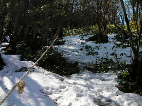 902　程無く残雪出現。脇のロープを頼り融けた所を拾いながら暫くは進めました