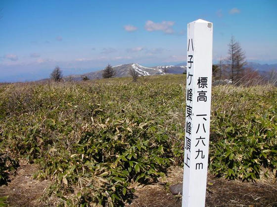 956 八子ヶ峰東峰到達