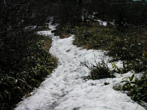 1008　鞍部まで残雪がありました