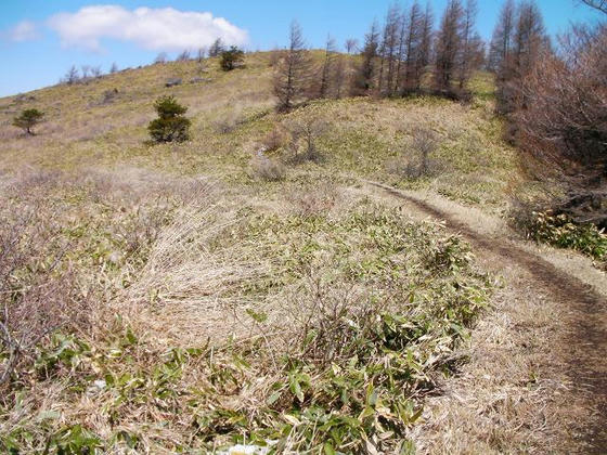 1008　中峰への登り返しには残雪がありませんが、その先の下りと稜線に残雪があるのでアイゼンを付けたまま進みました