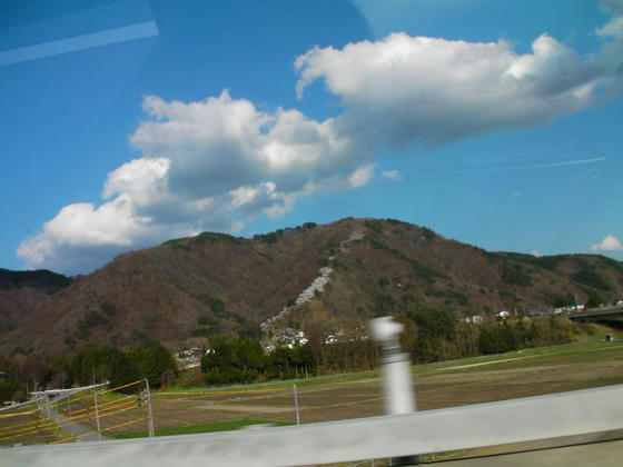 1644　帰路の豊科IC手前、光城山の天空回廊桜並木。八合目位までの開花でしょうか？