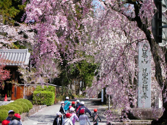 924　地元小学校の散歩？横断歩道で停車したら慈雲寺の桜が真横にありました