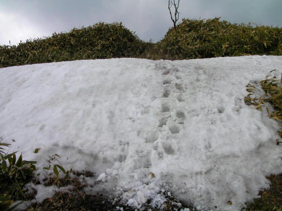 1138　下山ルート唯一の残雪箇所。トウステップで階段を作って降りました