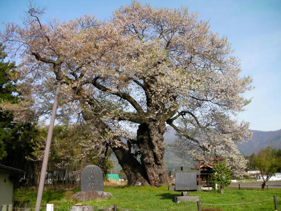 709　権現桜