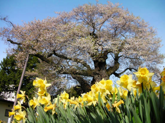 709　権現桜