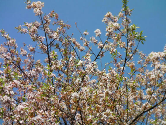 709　権現桜