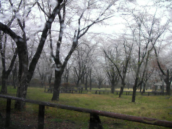 941 蓼科湖畔の聖光寺の桜。昨日が最盛期だった感じ。今日の雨で落花が進んでいましたorz
