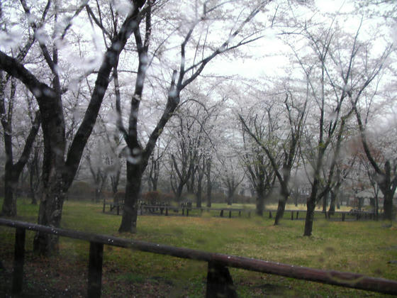 941　蓼科湖畔の聖光寺の桜。昨日が最盛期だった感じ。今日の雨で落花が進んでいましたorz