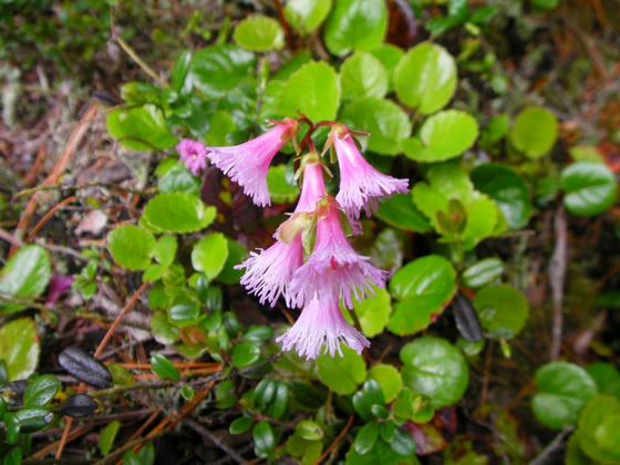 目的の石楠花は未開花orzあと2週間くらいかかるのでは？との白駒荘での情報。コイワカガミが何株も可憐に咲いていました