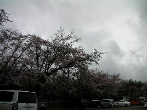 1412　駐車場の桜
