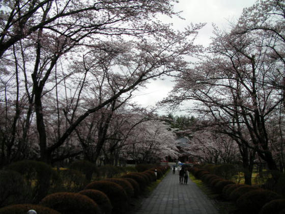 1413　参道の桜