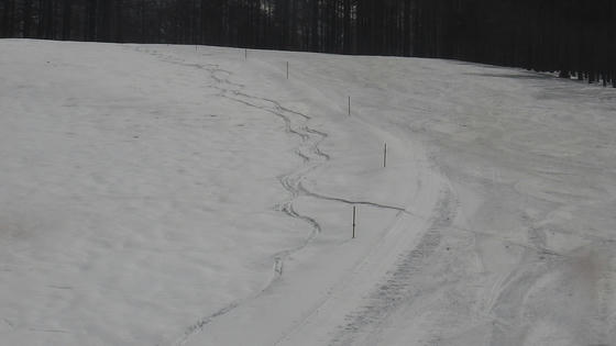 1112　美味しくはないが不味くは無く、よく走る湿雪だった
