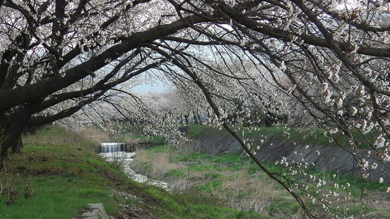 1716　桜のトンネル