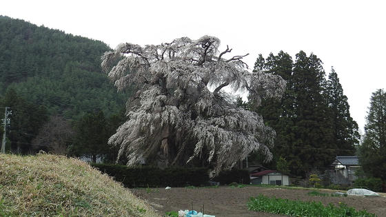 1725　小倉の枝垂桜