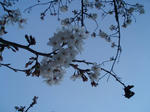 夕刻の桜