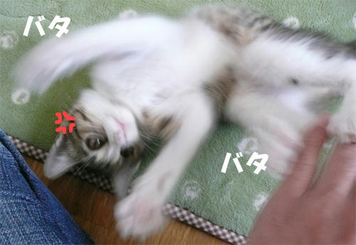 005.jpg