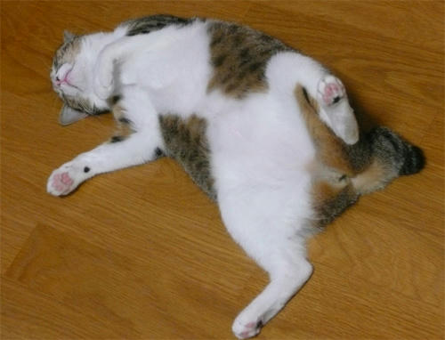 491.jpg