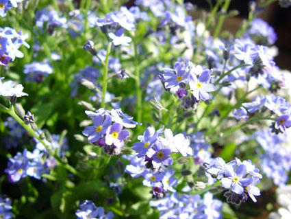 flower3.JPG
