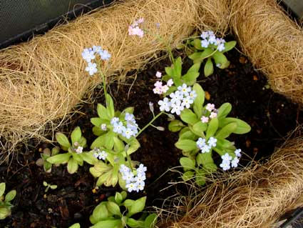 flower1.jpg