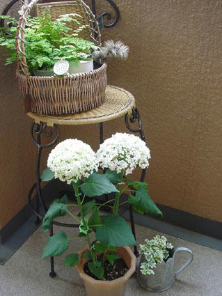 flower17.JPG