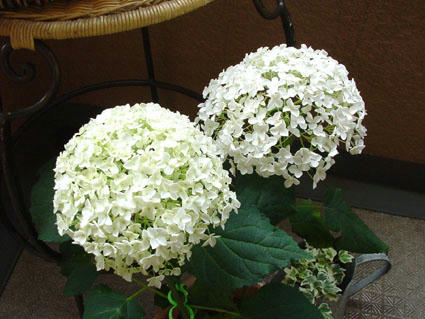 flower18.JPG