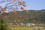 20081118-01.JPG