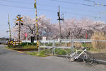 20090415-05.jpg