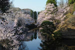 20090415-10.jpg