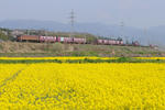 20100418-02.jpg