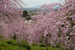 20120415-04.jpg