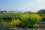 20120417-03.jpg