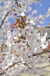 20130416-03.jpg