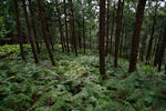 20130509-05.jpg