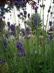 070702_1743~0001.jpg