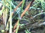 070825_1058~0001.JPG