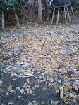 071110_1001~0001.jpg