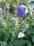 080726_1659~0001.jpg
