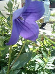 080727_1626~0002.jpg